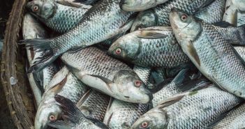 Como Fazer o Fertilizante de Emulsão de Peixe emulsão de peixe