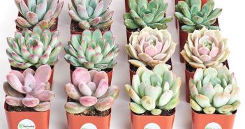 5 erros que você comete ao cuidar das suculentas (e como cultivá-las corretamente) suculentas