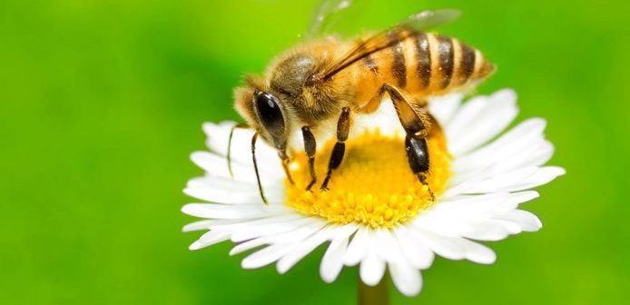 Flores para atrair abelhas ao seu jardim - Assim que Faz