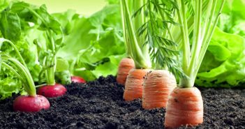 Sustentabilidade na agricultura e produto organomineral Produtos orgânicos