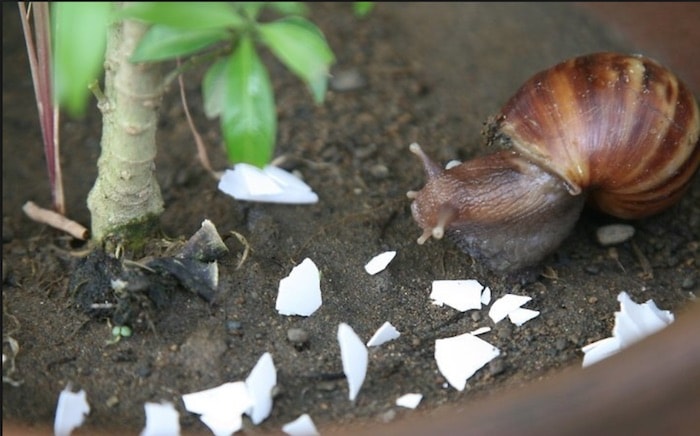 caracol passado sobre casca de ovos