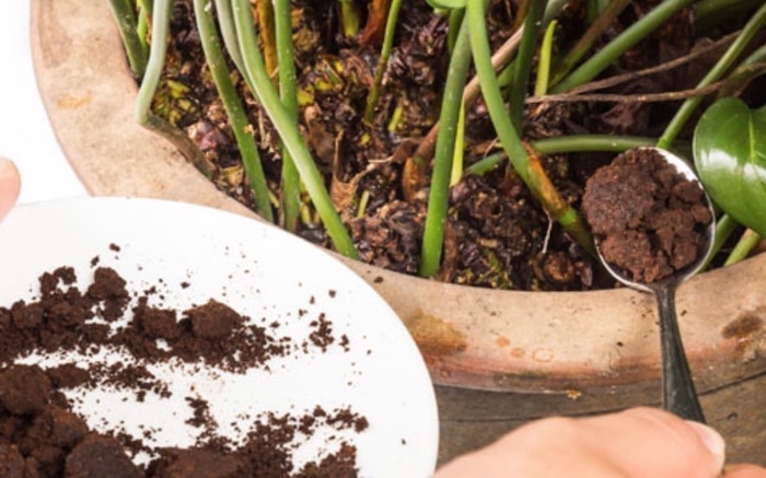 borra de café nas plantas 