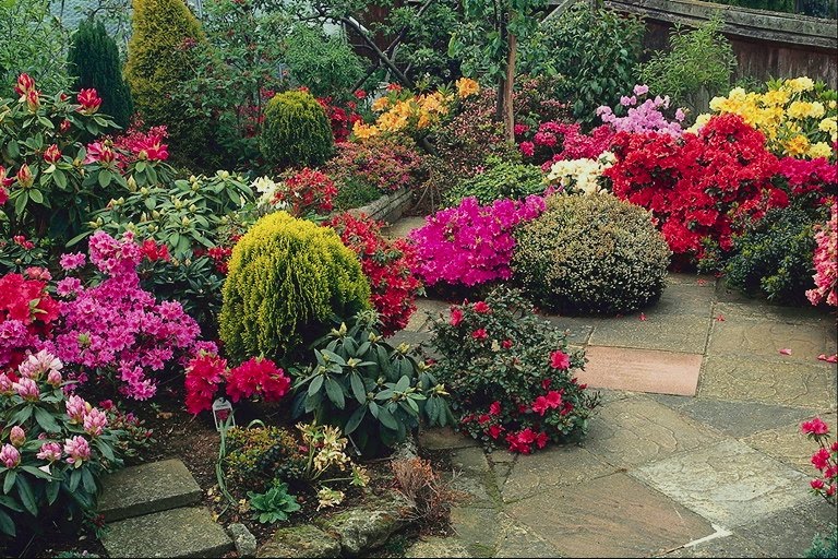 Plantas Que Dão Flores o Ano Todo - Flores de Sol - Assim que Faz