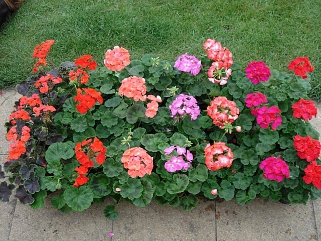 Plantas Que Dao Flores O Ano Todo Flores De Sol Assim Que Faz