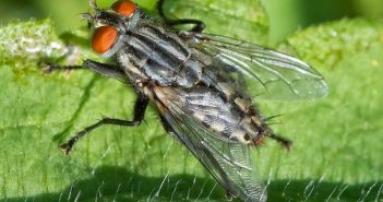 9 insetos benéficos para o seu jardim e como atraí-los