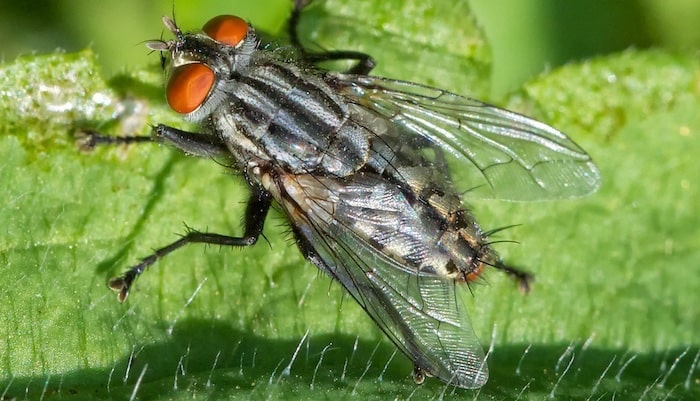 9 insetos benéficos para o seu jardim e como atraí-los
