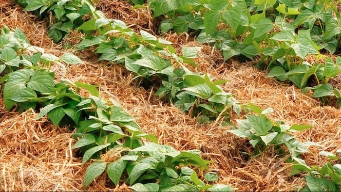 planta com cobertura morta