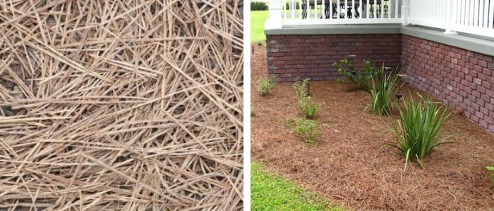 mulching de palha de pinheiro