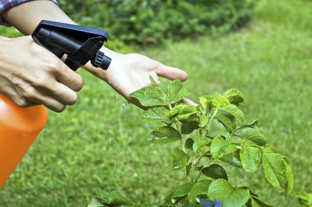 fertilizante liquido caseiro