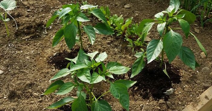 pó de café nas plantas 