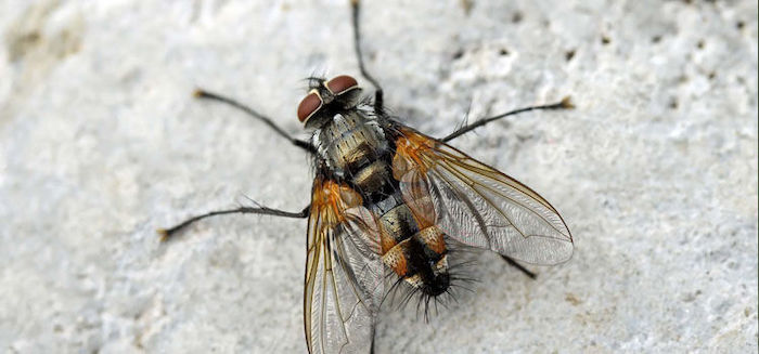 mosca tachamidae