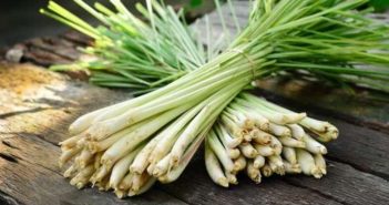 Como Plantar e cuidar do Capim limão – O Guia Completo