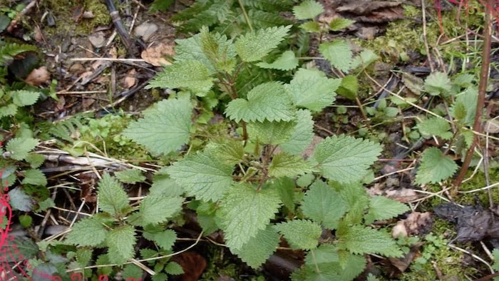 planta de urtiga 