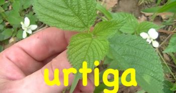 A planta da juventude, cura, regenera e nutre seu corpo dos pés á cabeça.