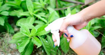 6 receitas caseiras e naturais de spray contra os pulgões e parasitas spray plantas