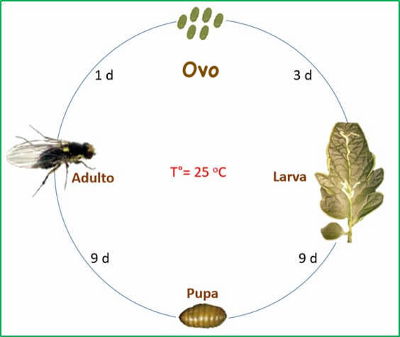 ciclo biológico