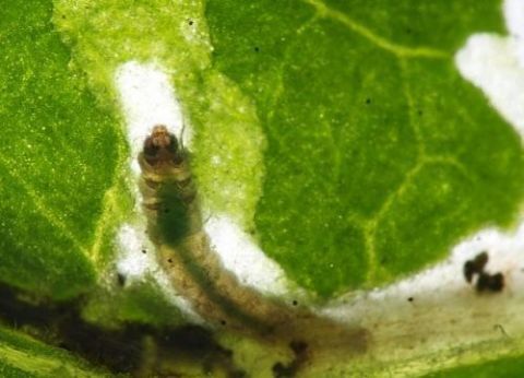 larva minador de folhas