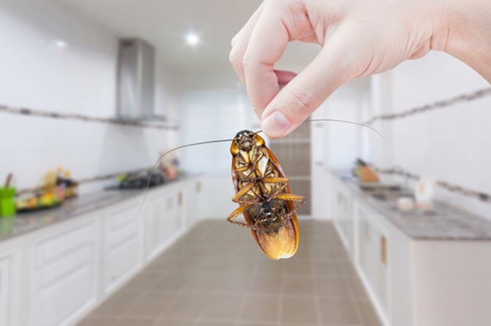 Esta é a maneira mais eficaz de se livrar das baratas em sua casa