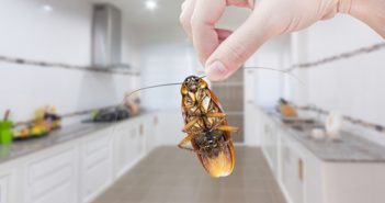 Esta é a maneira mais eficaz de se livrar das baratas em sua casa