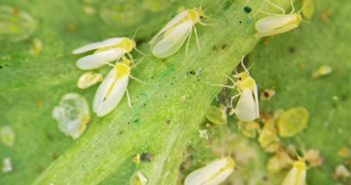 MOSCA BRANCA como eliminar e controlar esta praga mosca branca