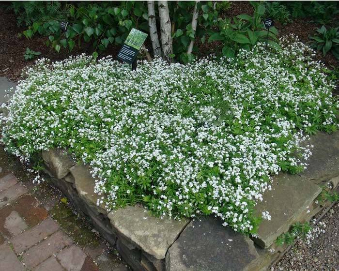 asperula doce 