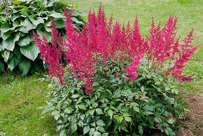 astilbe