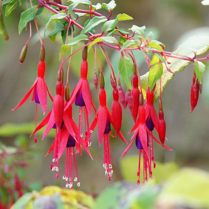 Fuchsia magellanica riccartonii 