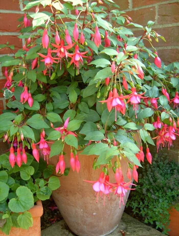 Fucsia uma planta elegante para um jardim na sombra - Assim que Faz