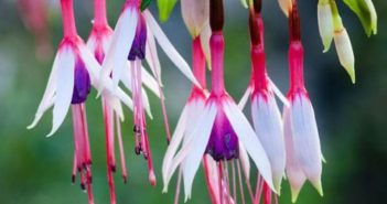 Fucsia uma planta elegante para um jardim na sombra fúcsias