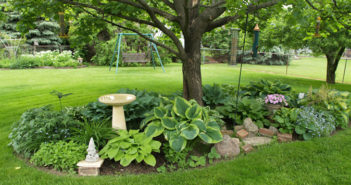 12 plantas/flores que você pode cultivar na sombra plantas abaixo de uma arvore