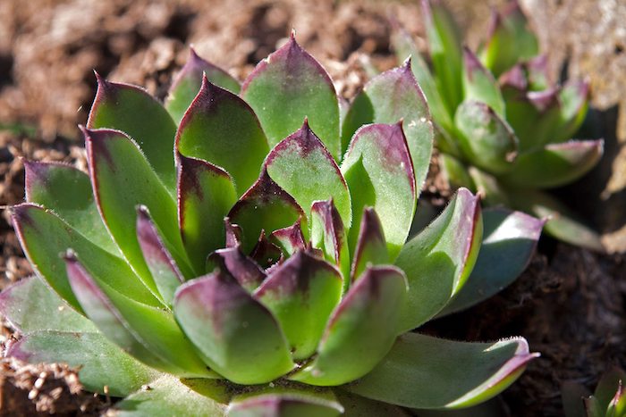 sempervivum