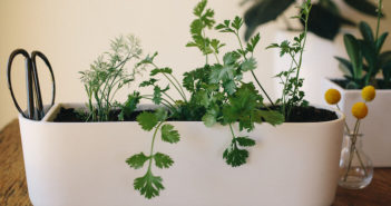12 melhores ervas para cultivar dentro de casa | Ervas de interior