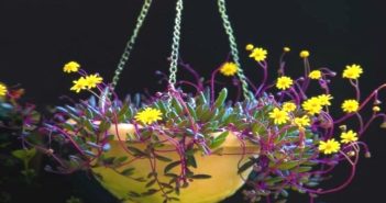 Colar de Rubi – Othona Capensis – Guia de cuidados colar de rubi