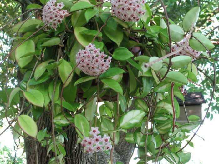 suculenta Hoya