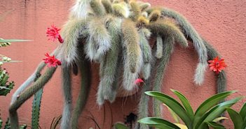 Suculentas Pendentes de Alucinar! suculenta rabo de macaco