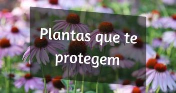15 plantas medicinais Impressionantes que podem proteger seu corpo plantas medicinais