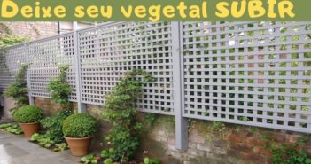 Os melhores vegetais para uma treliça vegetais na treliça
