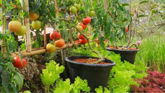 planta de tomate atada numa treliça