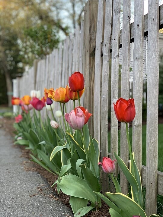 tulipa no jardim