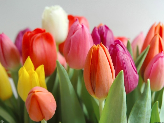 tulipas diferentes cores
