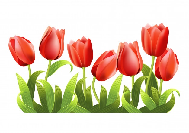 Como cultivar tulipas em vasos e direto no solo