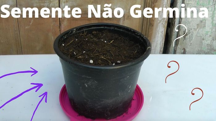 7 Erros Fatais que Cometemos ao GERMINAR Sementes