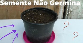 7 Erros Fatais que Cometemos ao GERMINAR Sementes vaso com terra