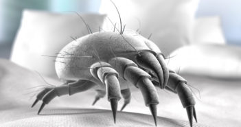Ácaros: 9 maneiras naturais de se livrar deles ácaros