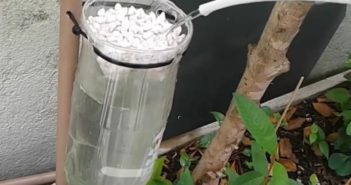 Regar as plantas mais fácil com essas dicas