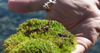 Como criar seu proprio jardim de musgo