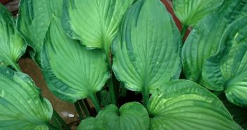 Truques para deixar suas plantas mais verdes plantas mais verdes