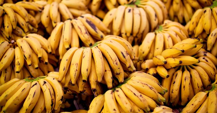 As cascas de banana são tóxicas? 