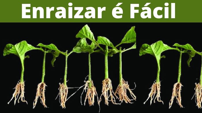 9 poderosos hormônios naturais para enraizamento- Enraizador Caseiro  