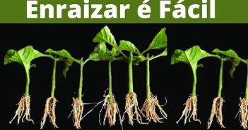 9 poderosos hormônios naturais para enraizamento- Enraizador Caseiro enraizar estacas